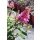 BUDDLEJA davidii 'Butterfly Candy™ Little Pink' - Nyári orgona