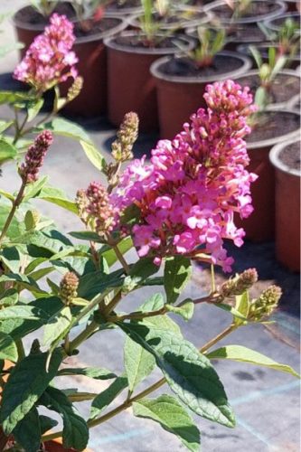 BUDDLEJA davidii 'Butterfly Candy™ Little Pink' - Nyári orgona