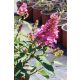 BUDDLEJA davidii 'Butterfly Candy™ Little Pink' - Nyári orgona