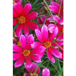COREOPSIS 'Show Stopper' - Menyecskeszem