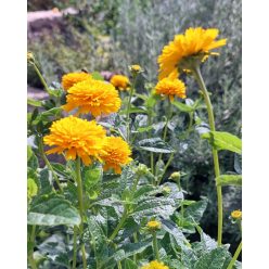   HELIOPSIS helianthoides var. scabra 'Asahi' - Érdes napszemvirág