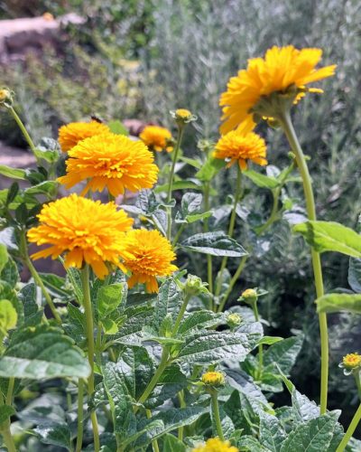 HELIOPSIS helianthoides var. scabra 'Asahi' - Érdes napszemvirág
