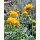HELIOPSIS helianthoides var. scabra 'Asahi' - Érdes napszemvirág