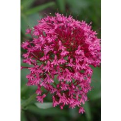 CENTRANTHUS ruber var. coccineus - Piros sarkantyúvirág