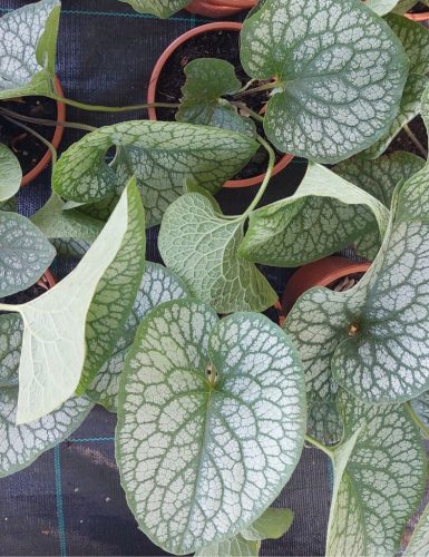 BRUNNERA 'Jack of Diamond' – Kaukázusi nefelejcs