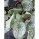 BRUNNERA 'Jack of Diamond' – Kaukázusi nefelejcs