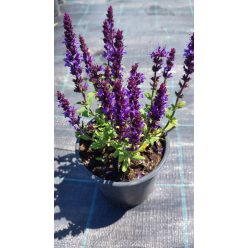 SALVIA x superba 'Merleau Blue' – Zsálya