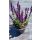 SALVIA x superba 'Merleau Blue' – Zsálya