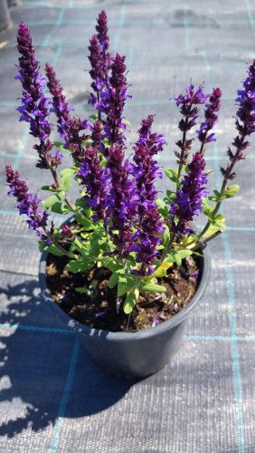 SALVIA x superba 'Merleau Blue' – Zsálya