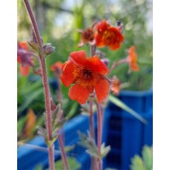 GEUM  - Narancssárga gyömbérgyökér