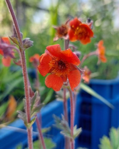 GEUM  - Narancssárga gyömbérgyökér