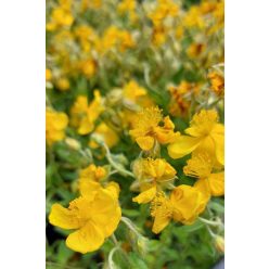 HELIANTHEMUM hybridum ‘Sterntaler’ – Napvirág