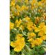 HELIANTHEMUM hybridum ‘Sterntaler’ – Napvirág