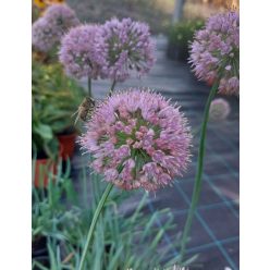 ALLIUM senescens ' Lisa Blue' - Hegyi hagyma