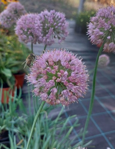 ALLIUM senescens ' Lisa Blue' - Hegyi hagyma