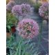ALLIUM senescens ' Lisa Blue' - Hegyi hagyma