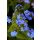 BRUNNERA  macrophylla 'Blue Ocean' - Kaukázusi nefelejcs