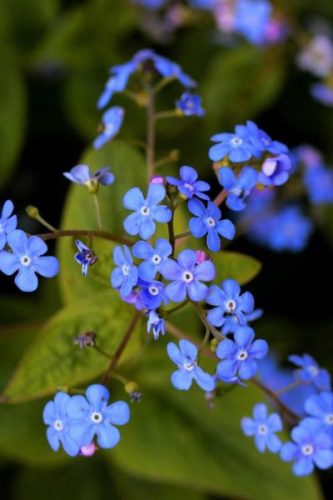 BRUNNERA  macrophylla 'Blue Ocean' - Kaukázusi nefelejcs