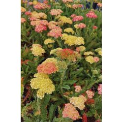   ACHILLEA millefolium - közönséges cickafark, kompakt narancssárga