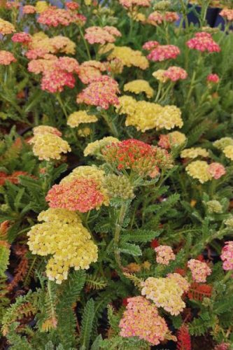 ACHILLEA millefolium - közönséges cickafark, kompakt narancssárga