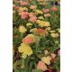 ACHILLEA millefolium - közönséges cickafark, kompakt narancssárga