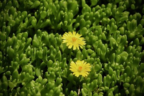 DELOSPERMA nubigenum - Sárga délvirág
