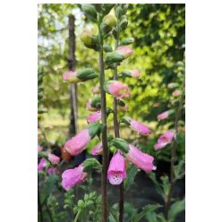 DIGITALIS 'Panther' - Gyűszűvirág