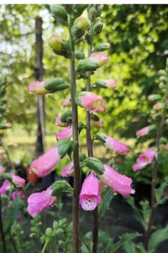 DIGITALIS 'Panther' - Gyűszűvirág