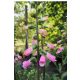 DIGITALIS 'Panther' - Gyűszűvirág