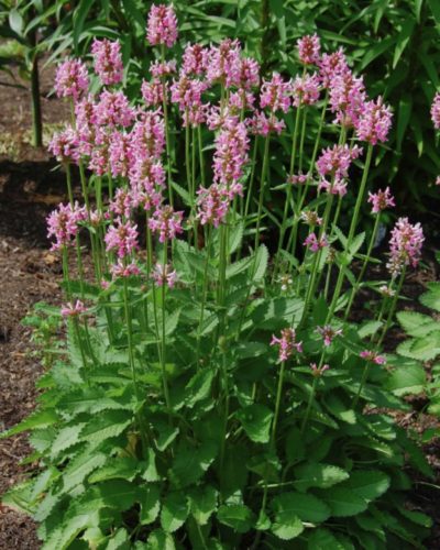 BETONICA officinalis 'Pink Cotton Candy' - Orvosi bakkfű