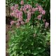 BETONICA officinalis 'Pink Cotton Candy' - Orvosi bakkfű