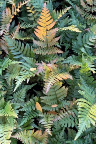 DRYOPTERIS erythrosora 'Brilliance' - Japán pajzsika