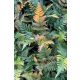 DRYOPTERIS erythrosora 'Brilliance' - Japán pajzsika