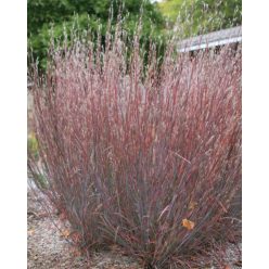   SCHIZACHYRIUM scoparium ‘Blue Heaven’ - Seprűs csomosperje