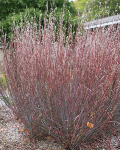 SCHIZACHYRIUM scoparium ‘Blue Heaven’ - Seprűs csomosperje