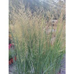 PANICUM virgatum ‘Northwind’ - Vesszős köles