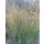 PANICUM virgatum ‘Northwind’ - Vesszős köles