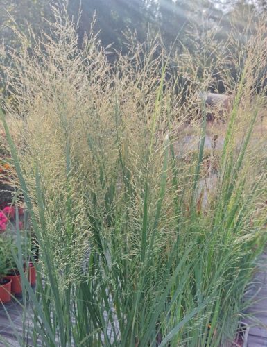 PANICUM virgatum ‘Northwind’ - Vesszős köles