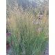 PANICUM virgatum ‘Northwind’ - Vesszős köles