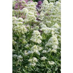 CENTRANTHUS ruber 'Albus' - Piros sarkantyúvirág