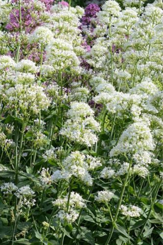 CENTRANTHUS ruber 'Albus' - Piros sarkantyúvirág