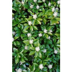 PACHYSANDRA terminalis - Japán kövérke