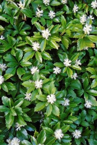 PACHYSANDRA terminalis - Japán kövérke
