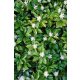 PACHYSANDRA terminalis - Japán kövérke