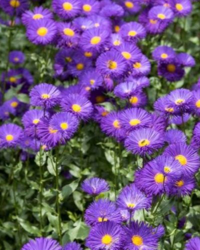 ERIGERON ' Dominator' - Küllőrojt