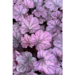 HEUCHERA 'Wild Rose' - Tűzeső