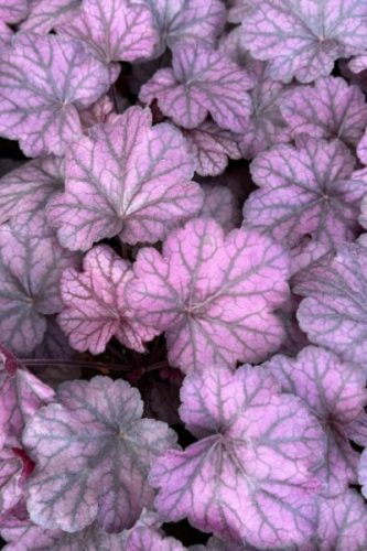 HEUCHERA 'Wild Rose' - Tűzeső