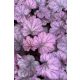 HEUCHERA 'Wild Rose' - Tűzeső