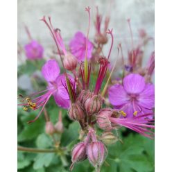 GERANIUM macrorrhizum 'Czakor' - Illatos gólyaorr