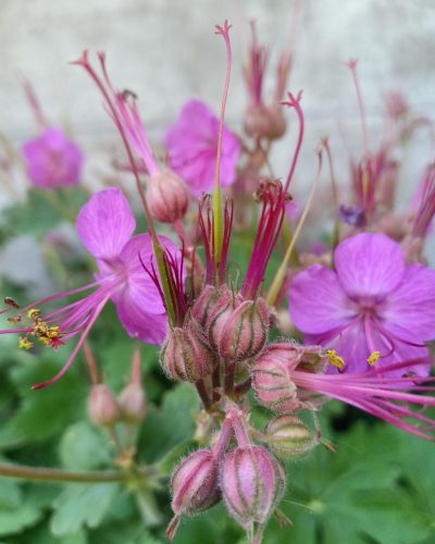 GERANIUM macrorrhizum 'Czakor' - Illatos gólyaorr